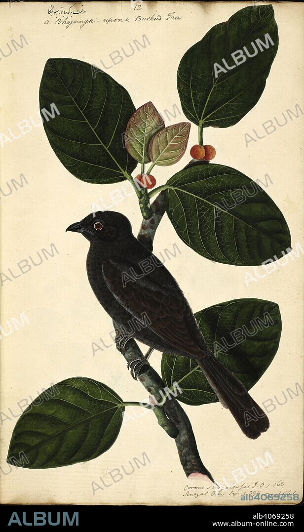 ANON. A species of Coucal Genus â€˜Centropusâ€™ Original inscriptions: â€˜A Bhojunga â€“ upon a Burkud tree.â€™ [Nastaliq and English] â€˜Corvus Senegalensis. I. O. i. 163. Senegal Crow. Syn. i. 394. Doubtfulâ€™ Note: The Coucal is perched on a Banyan [Bargad] tree, â€˜Ficus bengalensisâ€™. Wellesley Albums. 1798 - 1805. Watercolour. Source: NHD 29/12.