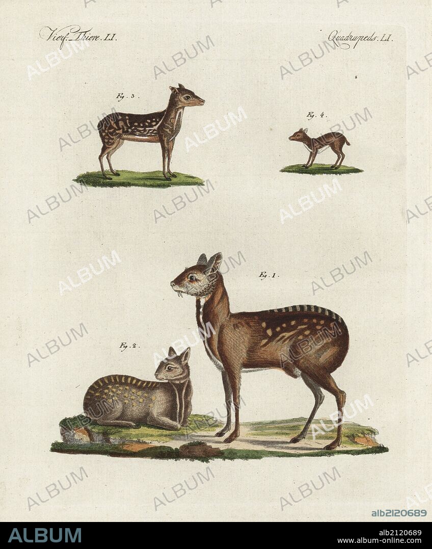 Siberian musk deer, Moschus moschiferus (male 1, female 2), Napu musk deer, Tragulus javanicus Moschus indicus 3, and royal antelope, Neotragus pygmaeus 4. Handcoloured copperplate engraving from Bertuch's "Bilderbuch fur Kinder" (Picture Book for Children), Weimar, 1798. Friedrich Johann Bertuch (1747-1822) was a German publisher and man of arts most famous for his 12-volume encyclopedia for children illustrated with 1,200 engraved plates on natural history, science, costume, mythology, etc., published from 1790-1830.
