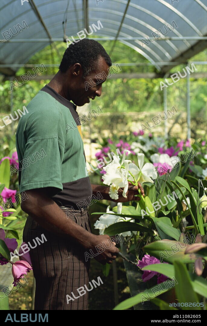 Supervisor tending orchids for export, Golden Orchid Nursery, Laboule, Haiti, West Indies, Central America.