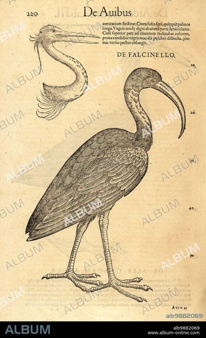 Glossy ibis, Plegadis falcinellus. Head of heron. De Avibus, Falcinello. Woodcut engraving after an illustration by Lucas Schan and Conrad Gessner from Conrad Gessners Historiae Animalium, De avium natura, (Natural history of animals: birds), Frankfurt, Wechel for Cambier, 1585.