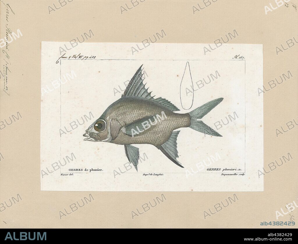 Gerres plumieri, Print, The striped mojarra (Eugerres plumieri) is a demersal fish found in the western Atlantic, from North Carolina south along the U.S. coast, in the Gulf of Mexico, in the Caribbean from Cuba to Puerto Rico, and along the Central and South American coast from Mexico to Colombia. It inhabits shallow coastal waters with low salinity in mangrove-lined creeks and lagoons. It feeds on aquatic insects, crustaceans, micro-bivalves and detritus. This species has high fecundity, producing 85, 345 to 953, 870 eggs, and reaches a length of 40 cm. It is abundant in Mexico and Colombia, where it is one of the most important fishing resources, both as food and fishing bait., 1828-1849.
