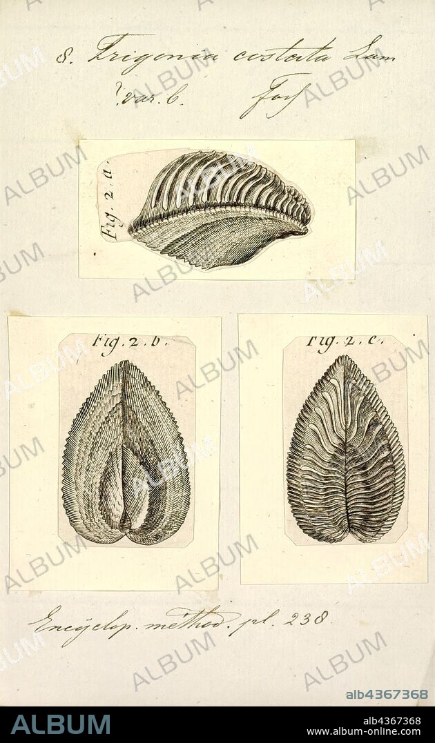 Trigonia costata, Print, Diagram of Trigonia costata James Parkinson, showing main morphological features of the shell exterior;a) Anterior; p) Posterior; d) Dorsal; v) Ventral; F) Flank; A) Area; c) Costae; mc) Marginal CarinaTrigonia costata ranges from the Lower Jurassic (Toarcian) to Middle Jurassic (Callovian).. Trigonia is an extinct genus of saltwater clams, fossil marine bivalve mollusk in the family Trigoniidae. The fossil range of the genus spans the Paleozoic, Mesozoic and Paleocene of the Cenozoic, from 298 to 56 Ma.