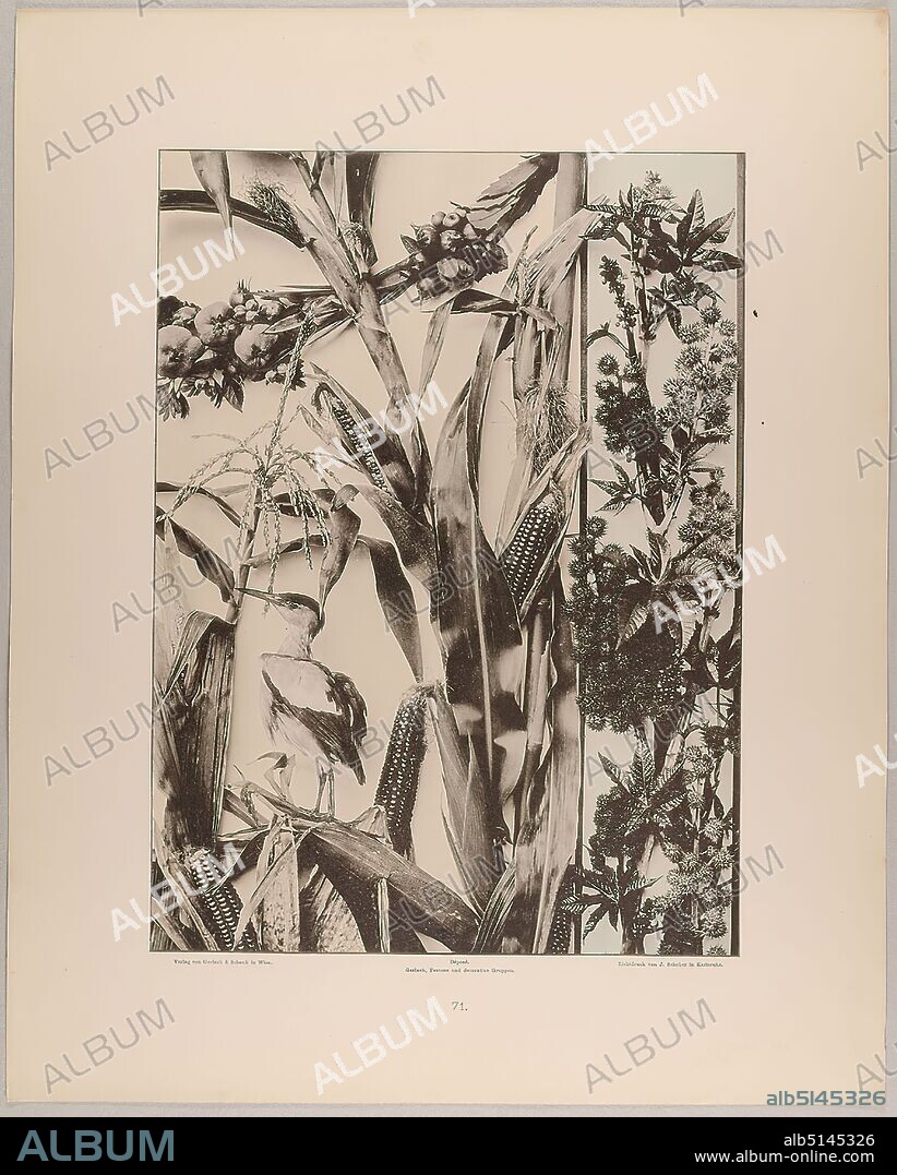 Martin Gerlach, J. Schober, Verlag Gerlach und Schenk, Feston, group and border of fruits, corn, ricinus with bird, Staatliche Landesbildstelle Hamburg, collection on the history of photography, paper, collotype, sheet size: height: 40.10 cm; width: 32.10 cm, inscribed: recto: Verlag von Gerlach & Schenk in Vienna, Déposé. Gerlach, Festons and decorative groups, collotype by J. Schober in Karlsruhe. Numbering, Landesbildstelle, handwritten inv. no, photography, plants and herbs.