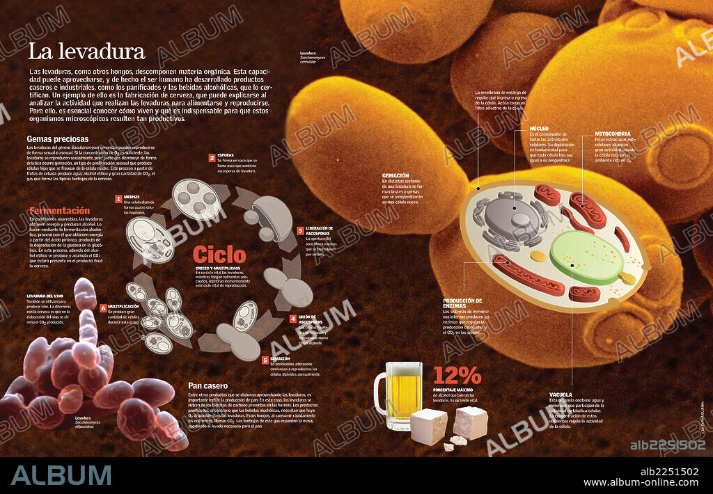 La levadura. Infografía de la composición y proceso de reproducción de la levadura y su utilización para elaborar vino, pan o cerveza.