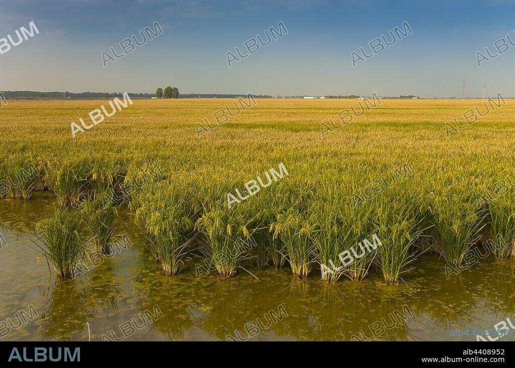 Rice paddy, Puebla del Rio, Seville province, Region of Andalusia, Spain, Europe.