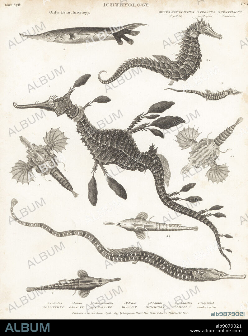 Seadragon, Phyllopteryx taeniolatus 1, greater pipefish, Syngnathus acus 2, seahorse, Hippocampus hippocampus 3, seamoth, Eurypegasus draconis 4, long-tailed dragonfish, Pegasus volitans 5, and grooved razorfish, Centriscus scutatus 6. Copperplate engraving by Thomas Milton from Abraham Rees' Cyclopedia or Universal Dictionary of Arts, Sciences and Literature, Longman, Hurst, Rees, Orme and Brown, Paternoster Row, London, March 1, 1812.