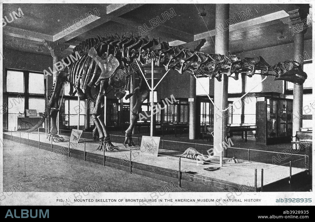 Brontosaurus skeleton, American Museum of Natural History, New York, USA, early 20th century(?).