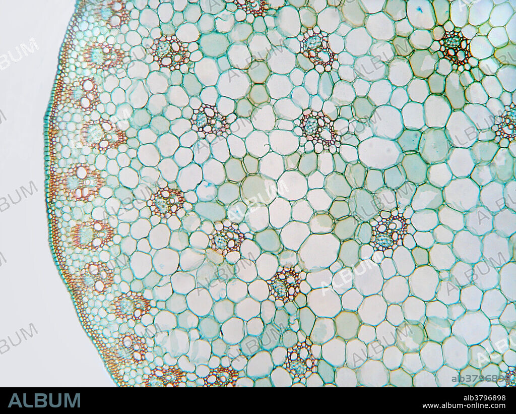 Cross section of a corn stem, showing typical monocot arrangement of vascular bundles. 59X when printed at 10 cm.