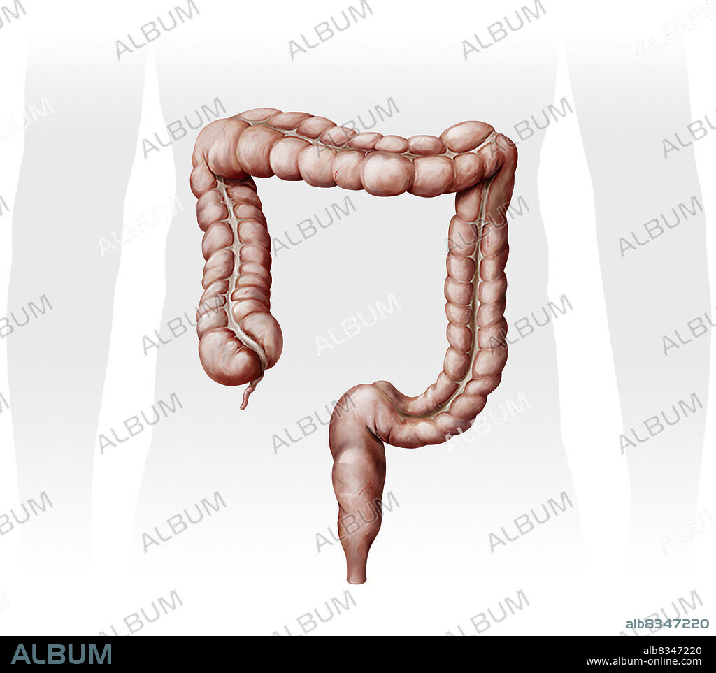 Last segment of the digestive tract, where final digestion and elimination of waste matter take place.