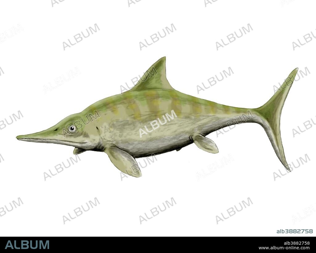 Ophthalmosaurus icenicus, Ichthyosauria, Middle Jurassic of England.