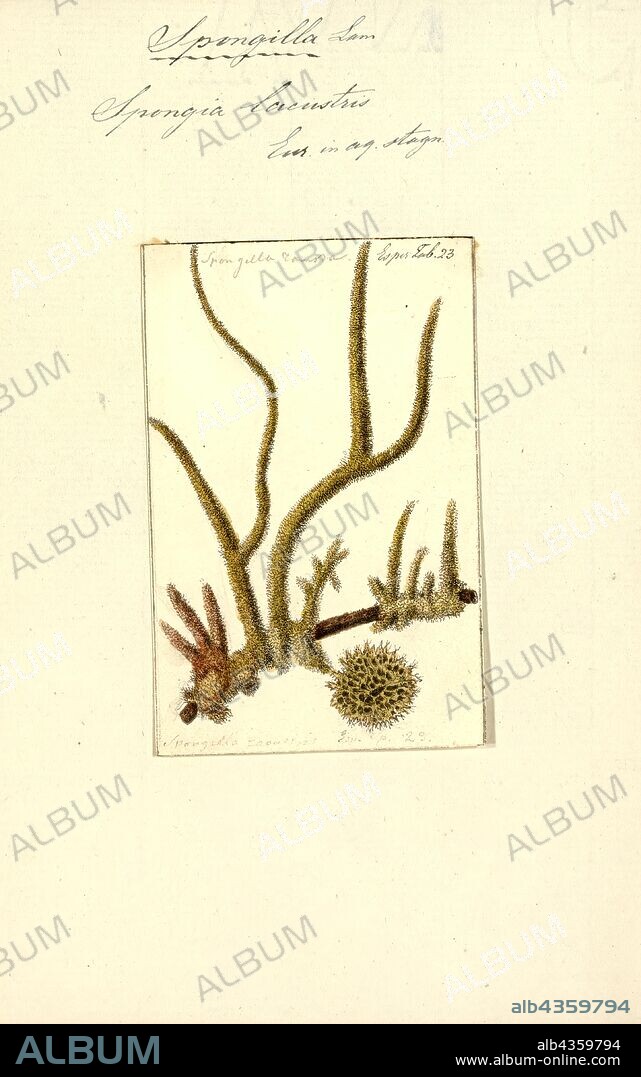 Spongia lacustris, Print, Spongilla lacustris is a species of sponge of the freshwater sponge family Spongillidae that lives on fresh water lakes. It often grows under logs or rocks. It ranges from North America to Europe and Asia. They have the capability to reproduce both asexually and sexually. They become dormant during winter.
