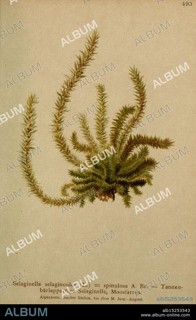 Atlas der Alpenflora, Wien, Alpenvereins, 1882, alps, atlases, mountain plants, Detailed illustration of *Selaginella selaginoides*, commonly known as the lesser clubmoss. This plant features fine, elongated green stems that branch out with small, needle-like leaves. The texture of the foliage appears soft and densely clustered, resembling a miniature conifer. The image notes the scientific classification and provides a glimpse of the habitat in which this species thrives, typically found in moist, shaded areas during the summer months, from June to August.
