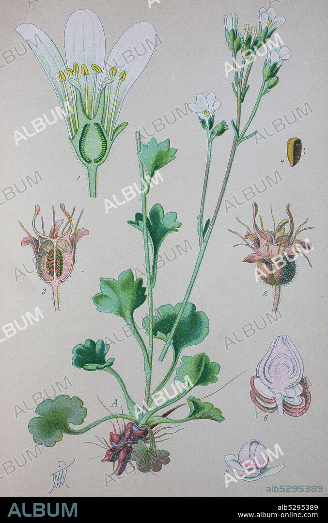 Digital improved high quality reproduction: Saxifraga granulata, commonly called meadow saxifrage, is a species of flowering plant of the genus Saxifraga in the family Saxifragaceae  /  Wechselblättrige Milzkraut, auch Gold-Milzkraut, Wechselblatt-Milzkraut oder Krätzenblume genannt, ist eine Pflanzenart aus der Familie der Steinbrechgewächse.