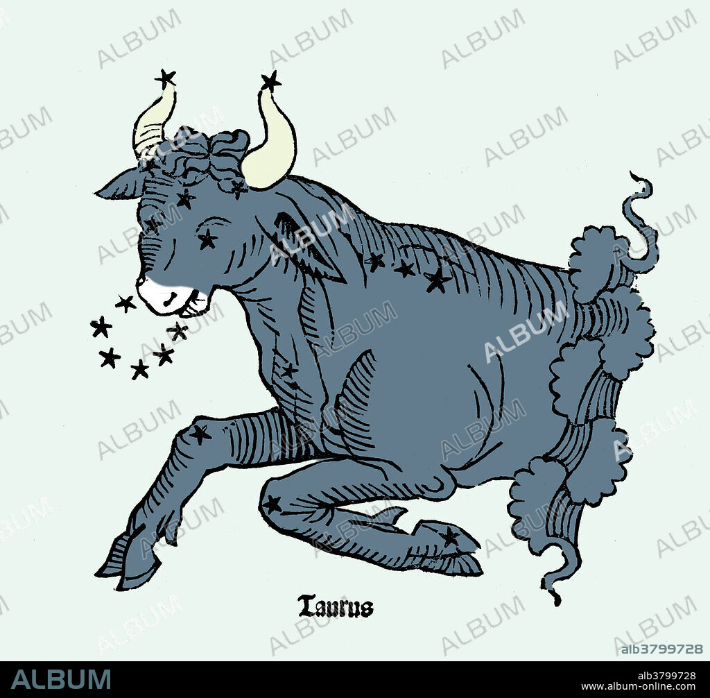 Coloured historical artwork of the constellation of Taurus. The constellation is depicted as a bull charging at the shield of Orion, below the Bull to his left. Taurus is the second sign of the Zodiac. The Sun is in Taurus between 20 April and 20 May. It is a conspicuous and important constellation, and has been depicted as a bull for many centuries. The bright star Aldebaran marks the lower of the Bull's eyes.