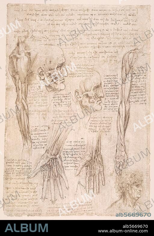 Leonardo da Vinci 1452-1519. Anatomiestudien: Die Muskeln von Arm, Hand und Gesicht. Feder in brauner Tusche, laviert, über Spuren schwarzer Kreide. 288 × 200 mm. Atlas der anatomischen Studien, fol. 142 v. (R.L. 19012v). Windsor, Castle, Royal Library.