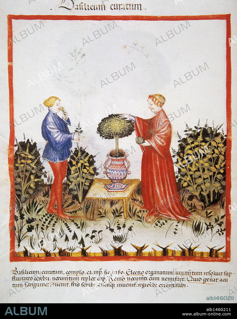 TACUINUM SANITATIS. Manual medieval de salud, fechado antes del año 1400, basado en observaciones de orden medicinal que detalla los aspectos más importantes de los alimentos, bebidas y vestuario. "ESPOSOS COGIENDO UNA VARIEDAD DE ALBAHACA (Basilicum curatum) ". Miniatura, folio 39v.