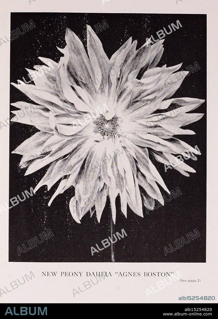 Grand Prix Dahlias, San Mateo, Calif, Bessie Boston Dahlia Farm, BessieBostonDahliaFarm, California, catalogs, Dahlia, nurseries, horticulture, nursery stock, San Mateo, garden stories, Dahlia Agnes Boston, in bloom, Dahlia, Dahlia, Dahlia Agnes Boston, A beautifully crafted illustration of a peony dahlia named ''Agnes Boston.'' This striking flower is characterized by its lush, layered petals that radiate from the center, creating an intricate and eye-catching design. The petals are elegantly arranged, offering a blend of delicate curves and sharp edges, showcasing the flower's unique texture. The background complements the flower, enhancing its prominence and allure. A note at the bottom directs viewers to additional information on page 2.