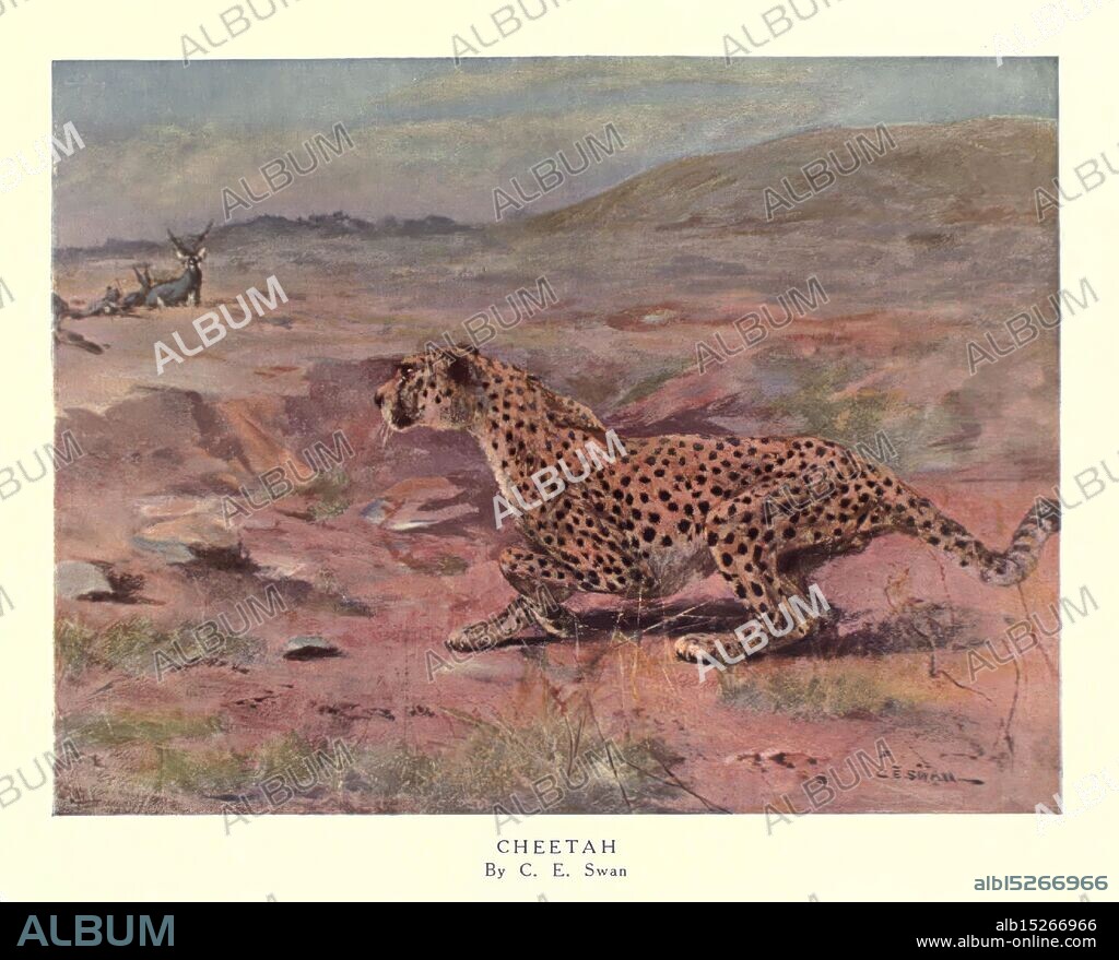 The wild beasts of the world London, [1909?], cheetah, zoology, animal behavior Acinonyx jubatus, Cuthbert Edmund Swan, A cheetah is captured mid-stride in a dynamic pose, showcasing its sleek, muscular frame and distinct spotted coat. The background features a dry, rugged terrain typical of the cheetah's natural habitat, with muted colors that suggest a warm, arid climate. In the distance, a pair of antelope can be seen grazing, highlighting the predator-prey relationship in this ecosystem. The scene embodies the elegance and agility of the cheetah, as it prepares to pursue its next meal. The artwork reflects the beauty of wildlife, emphasizing both the majesty of the cheetah and the subtleties of its environment.