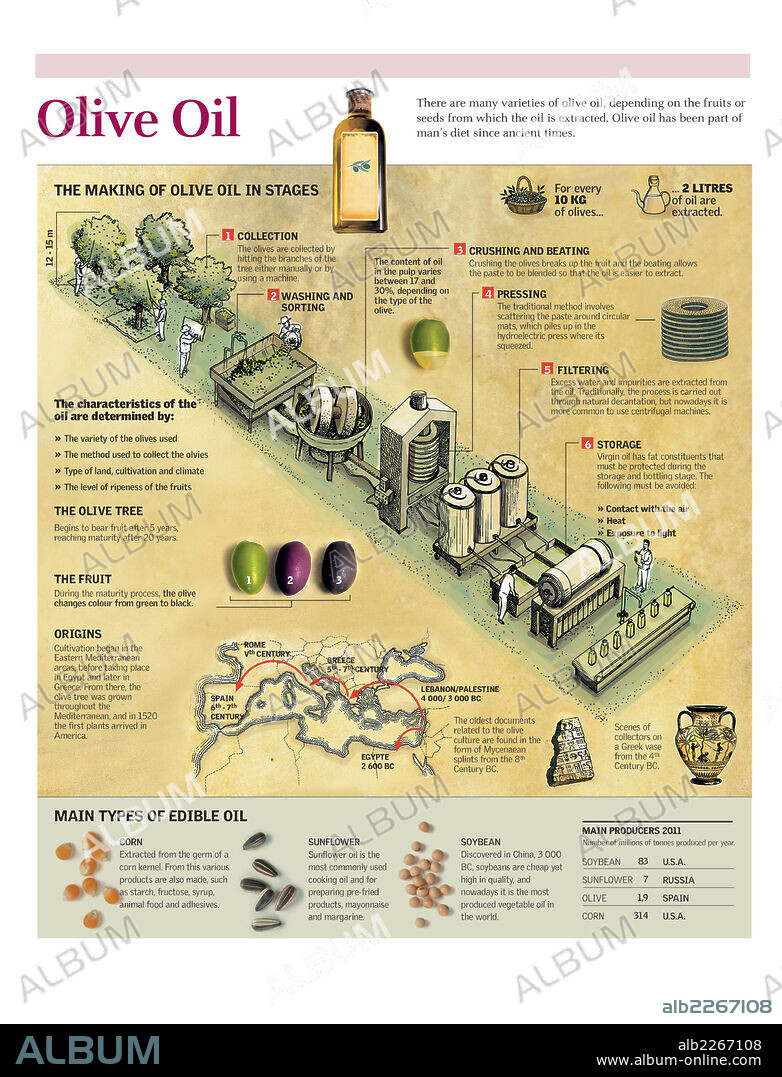 PETROLEO. Infografía el proceso de elaboración del aceite de oliva.