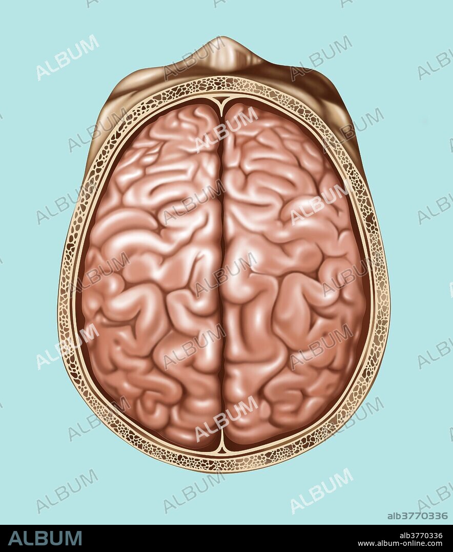 Illustration showing anatomy of a normal brain in a superior (top) view. In this view the frontal, parietal, and occipital lobe are viewed as well as the interhemispheric fissure and central sulcus.