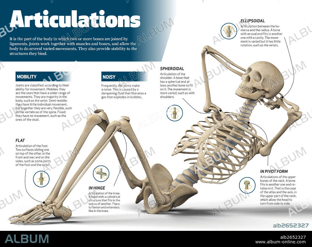 articulaciones. Infografía de las articulaciones del cuerpo humano.