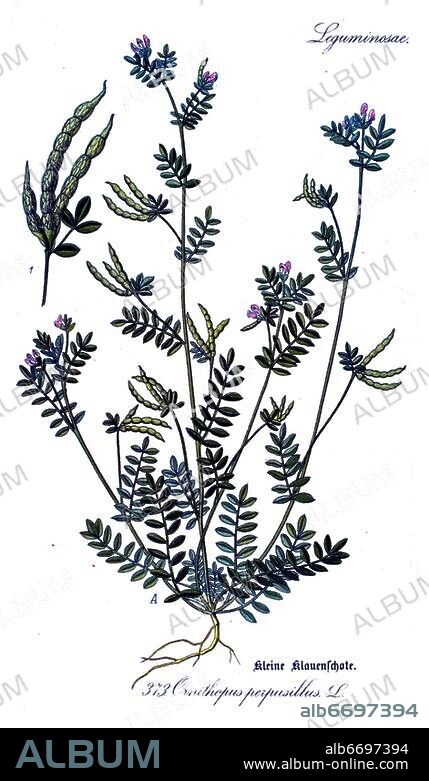 Kleine Klauenschote, Kleiner Vogelfuß (Ornithopus perpusillus), auch Mäusewicke genannt, gehört zur Familie der Hülsenfrüchtler (Fabaceae).