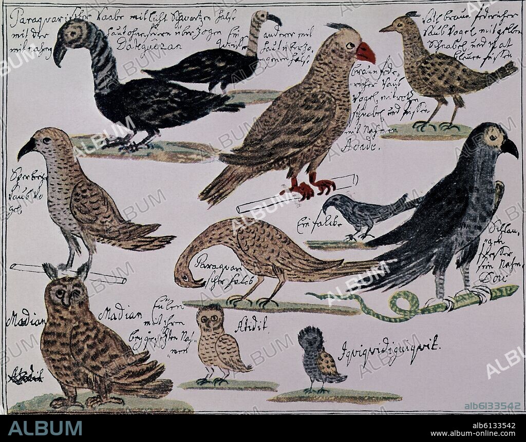 SHEET - ARGENTINIAN ZOOLOGY.