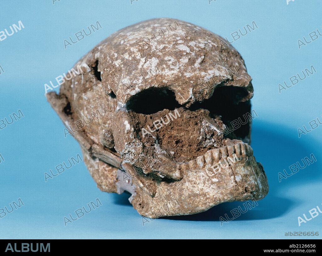 Skull of Bobila Madurell. From Sant Quirze del Valles, Catalonia. Culture of Trench Graves. End of the 3rd millennium BC. Sabadell History Museum. Spain.