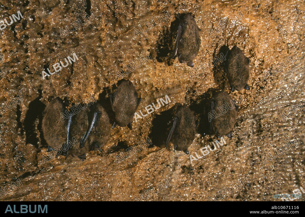 Not to be used in a negative context . Little brown myotis (Myotis lucifugus) in a Tennessee cave. They often select especially moist areas for hibernation.