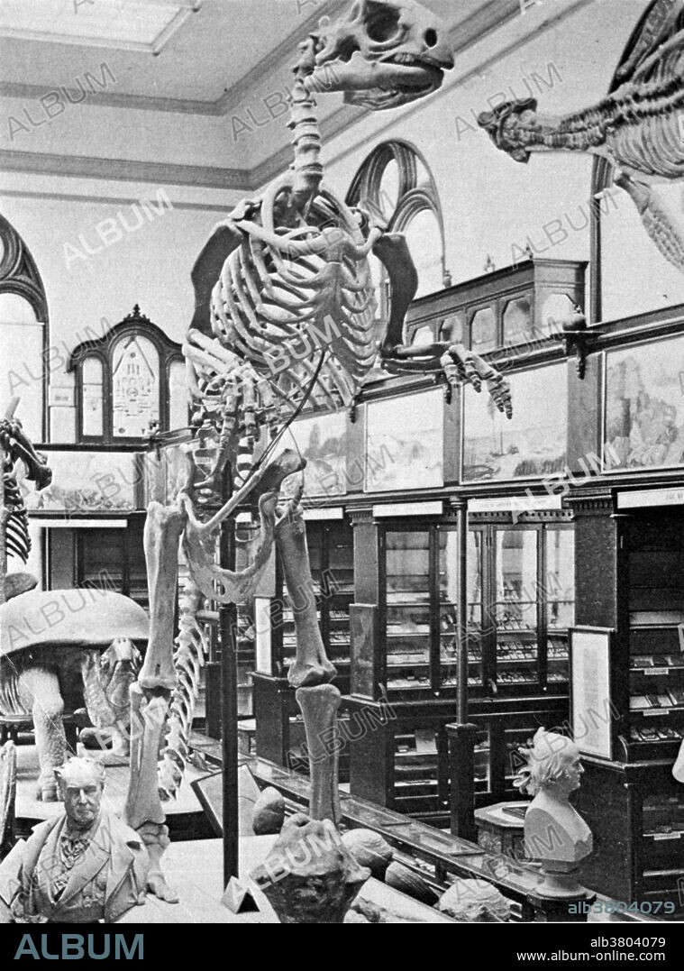 Hadrosaurus is a genus of hadrosaurid dinosaur. In 1858, the only known skeleton was discovered, representing the first dinosaur species known from more than isolated teeth to be identified in North America. In 1868, it became the first ever mounted dinosaur skeleton. Hadrosaurus foulkii is the only species in this genus and has been the official state dinosaur of New Jersey since 1991. It lived in what is now North America, in the late Cretaceous period. It was likely bipedal for the purposes of running, but could use its forelegs to support itself while feeding, like all hadrosaurids, Hadrosaurus was herbivorous. Photograph originally captioned: Hadrosaurus foulkii, Princeton Museum, 1898.