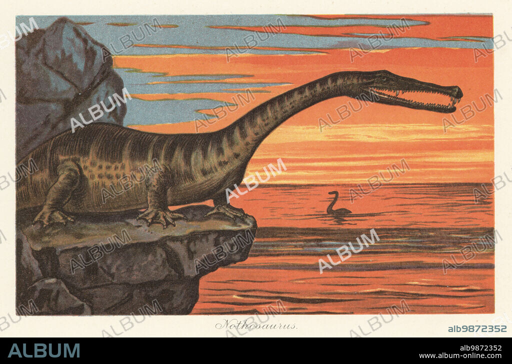 Reconstruction of a Nothosaurus, extinct genus of sauropterygian reptile from the Triassic. Colour printed illustration by F. John from Wilhelm Bolsches Tiere der Urwelt (Animals of the Prehistoric World), Reichardt Cocoa company, Hamburg, 1908.