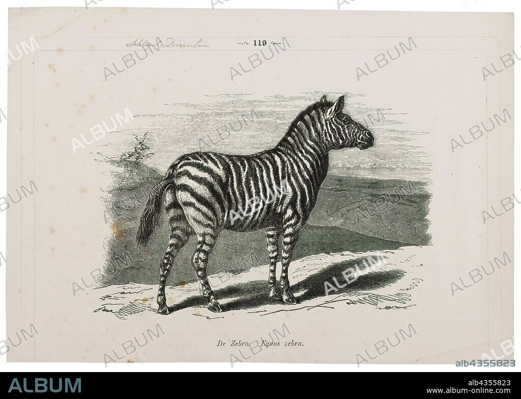 Equus zebra, Print, The mountain zebra (Equus zebra) is a species in the family Equidae., 1700-1880.