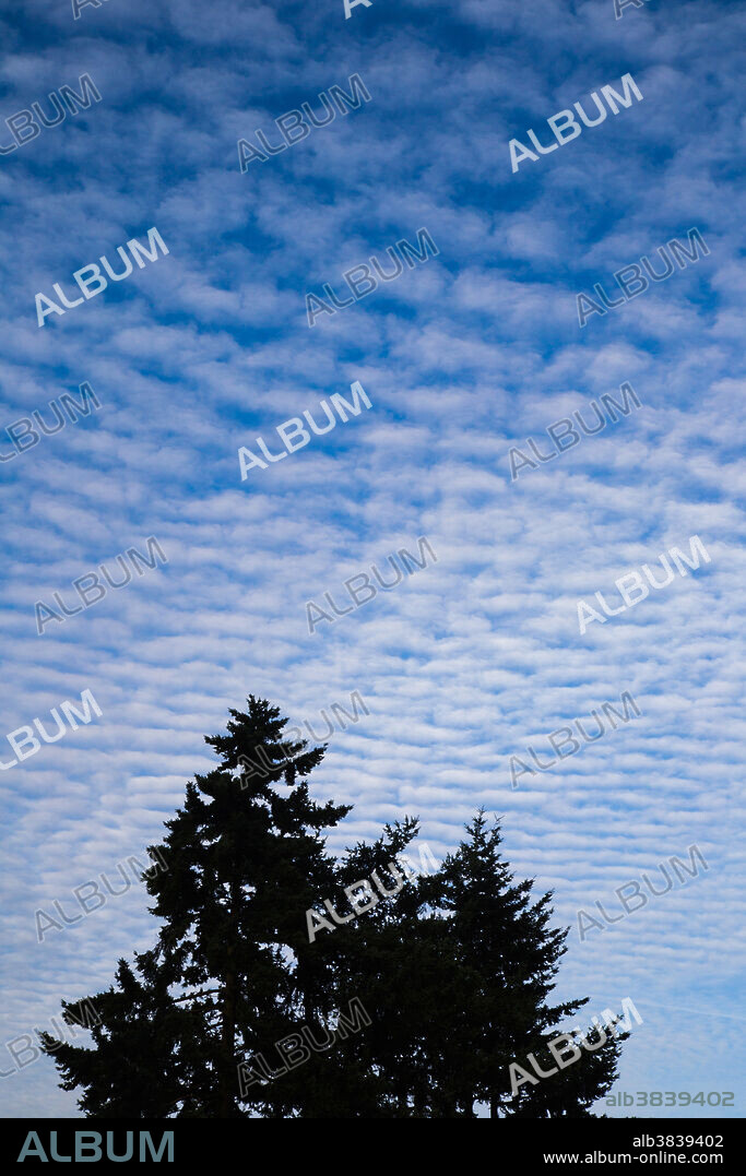 Altocumulus undulatus clouds covering a large portion of the sky. This may be and indication that a moist weather system will be moving into the area.