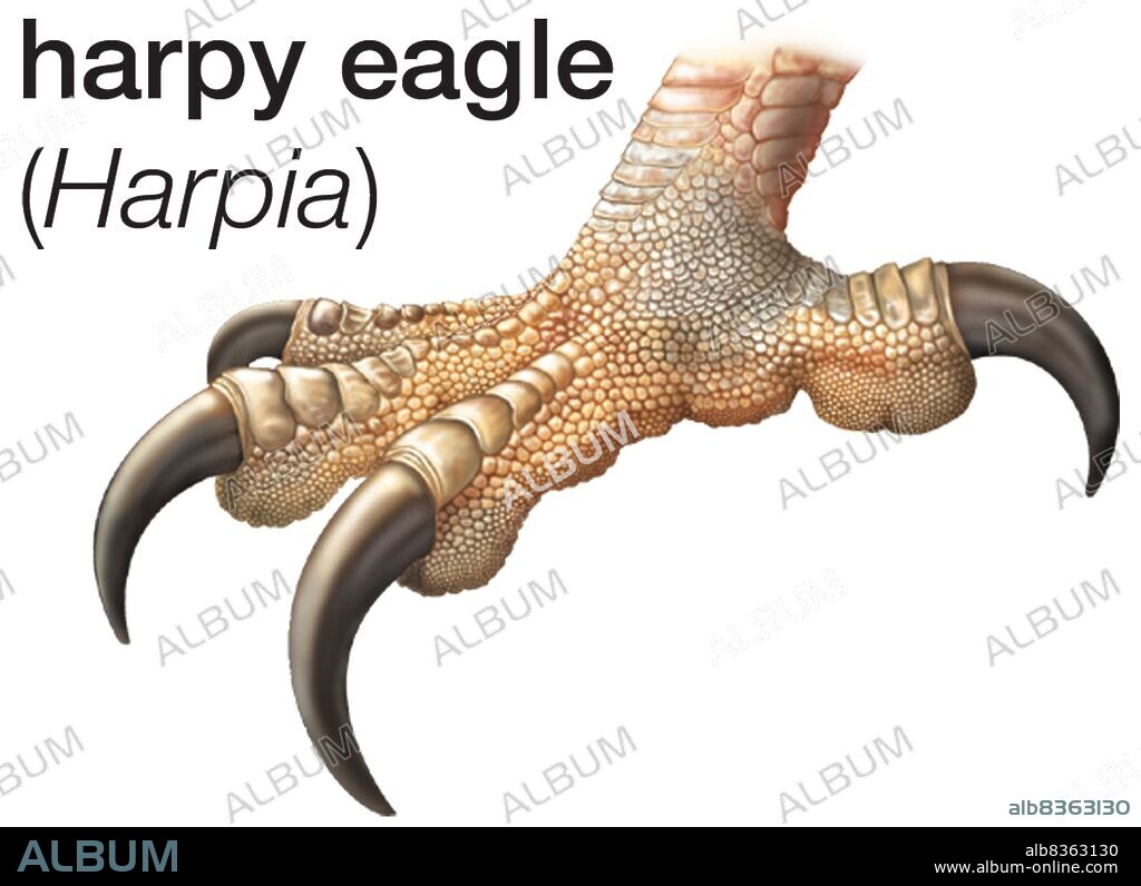 Foot of great harpy eagle (Harpia harpyja).