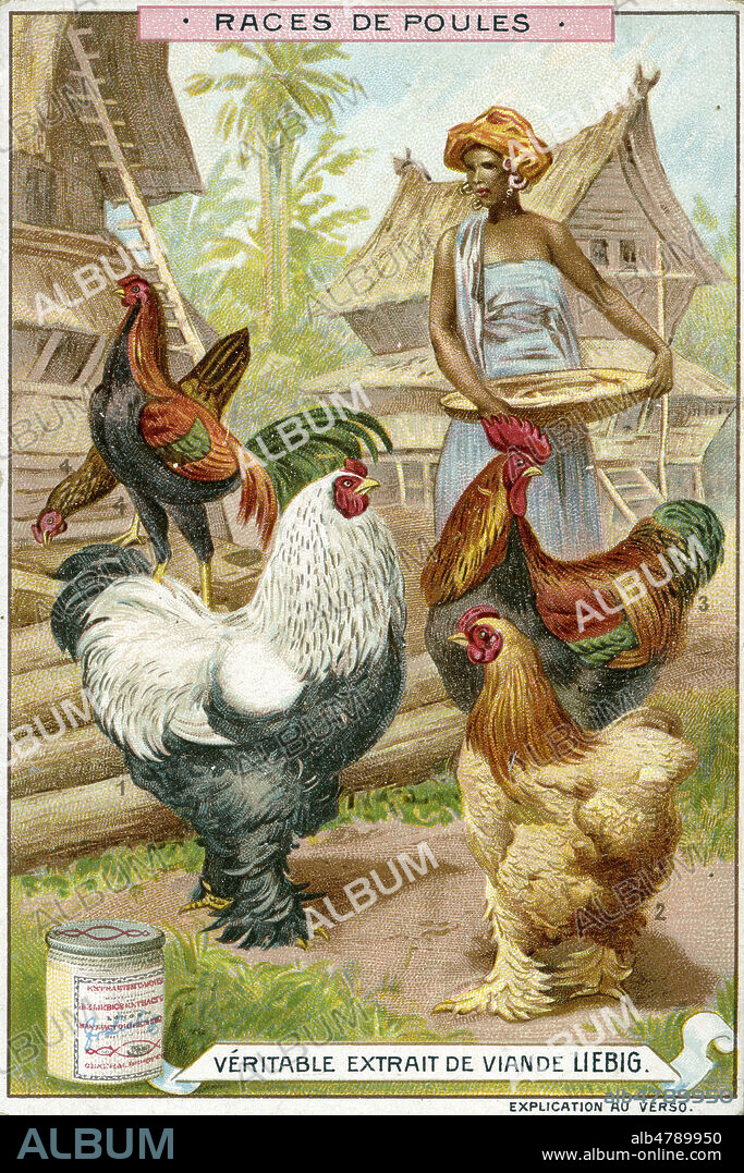 Poules 1. Brahmapoutre 2 et 3. cochinchinoise 4. Malaise. Chromo publicitaire Liebig de 1897, serie intitulee 'Races de poules'. Illustration anonyme. Credit : Collection IM/KHARBINE-TAPABOR.