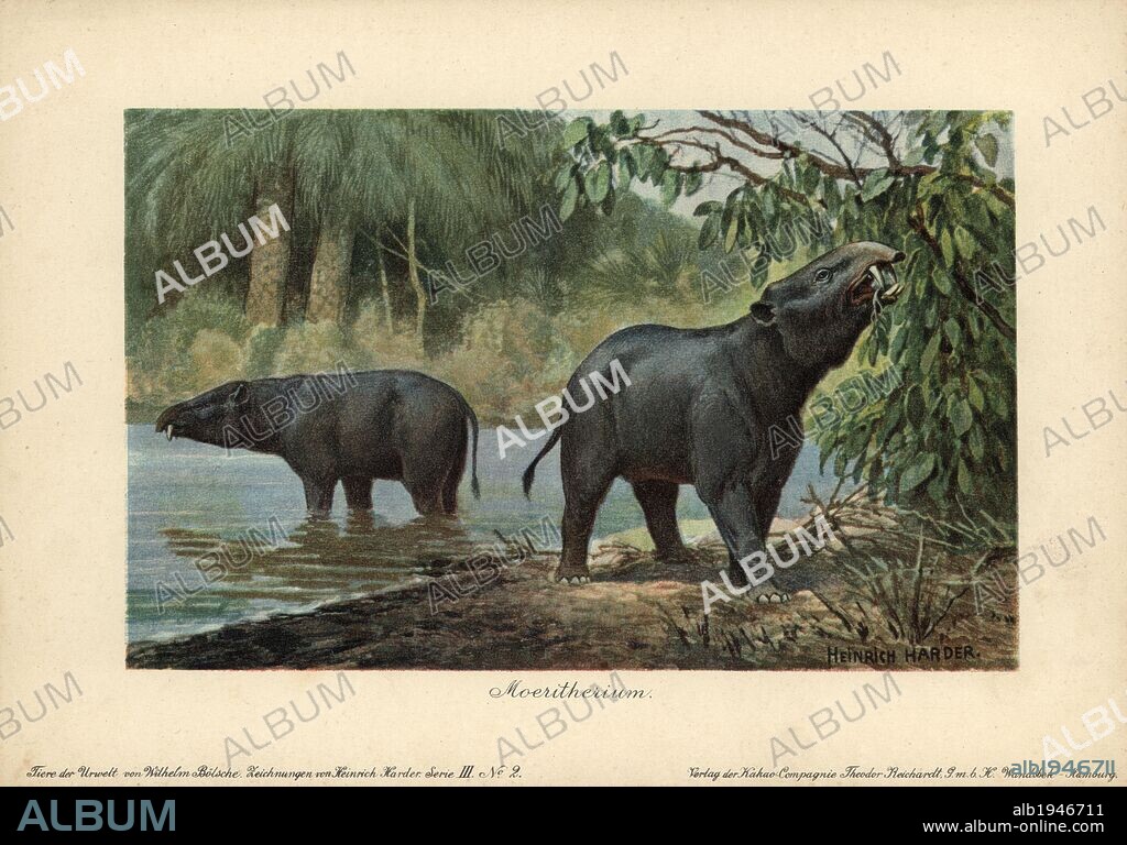 Moeritherium, extinct genus of prehistoric mammals related to the elephant. Colour printed (chromolithograph) illustration by Heinrich Harder from "Tiere der Urwelt" Animals of the Prehistoric World, 1916, Hamburg. Heinrich Harder (1858-1935) was a German landscape artist and book illustrator. From a series of prehistoric creature cards published by the Reichardt Cocoa company. Natural historian Wilhelm Bolsche wrote the descriptive text.