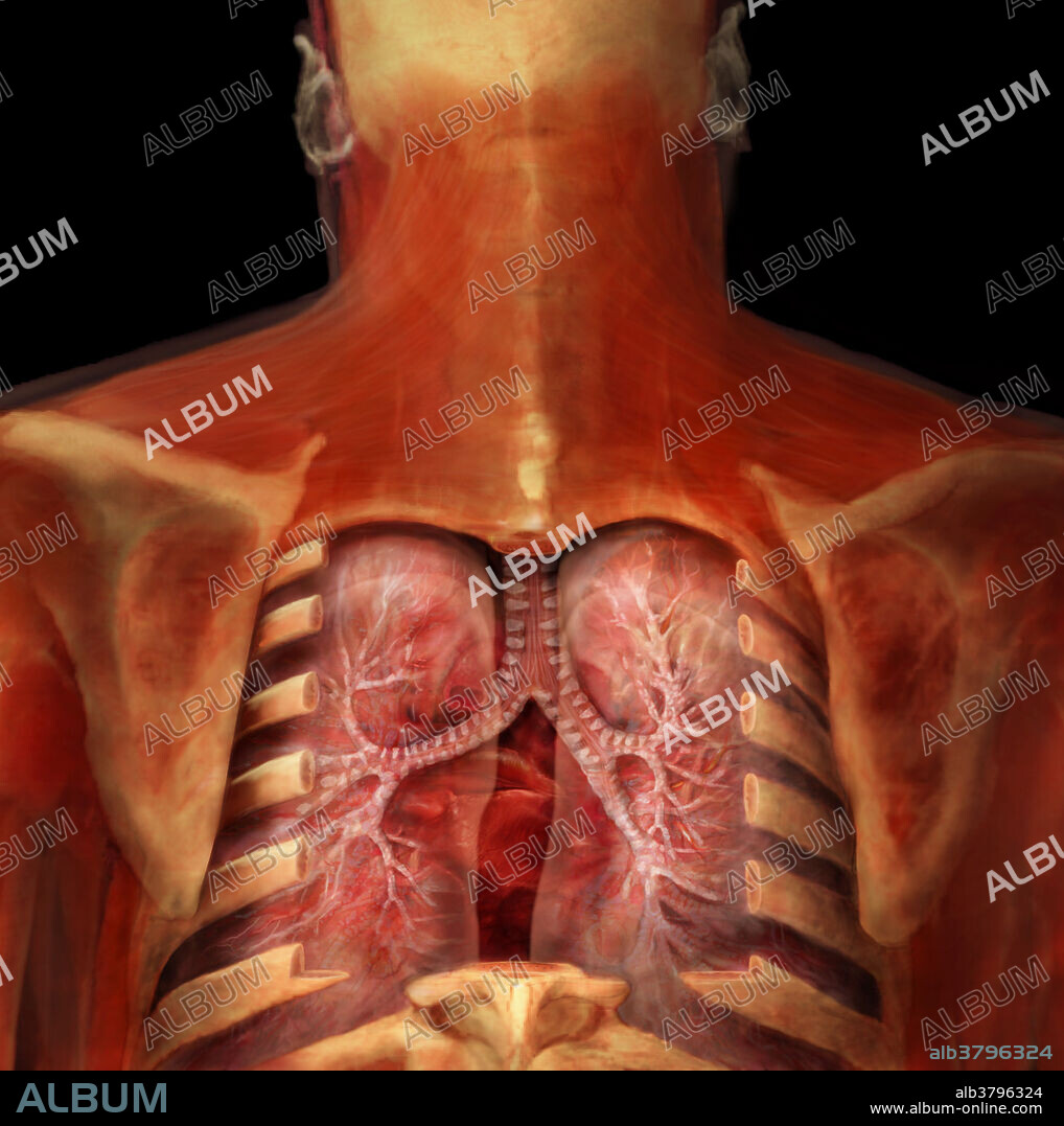 Posterior view of the lungs and heart. The cone-shaped lungs occupy most of the thoracic cavity. Each lung is suspended in its own pleural cavity and connected to the mediastinum, which houses the heart, by its root, which is made up of vascular and bronchial attachments. The anterior, lateral and posterior surfaces of the lung are in close contact with the ribs and form a continuously curving surface called the costal surface. De-oxygenated red blood cells are sent by the right side of the heart through the pulmonary artery into the vessels of the lungs to be refilled with oxygen for their next circuit through the body. The blood is carried through the lung tissues, where it exchanges its carbon dioxide for oxygen in the alveoli. It is then returned through the pulmonary veins to the left side of the heart and sent out to the rest of the body.