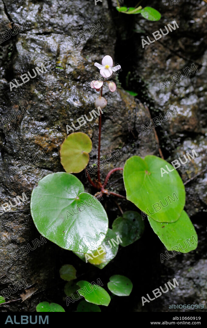 Begonia sp flowering on limestone, Lower Kinabatangan, Sabah, Malaysia.
