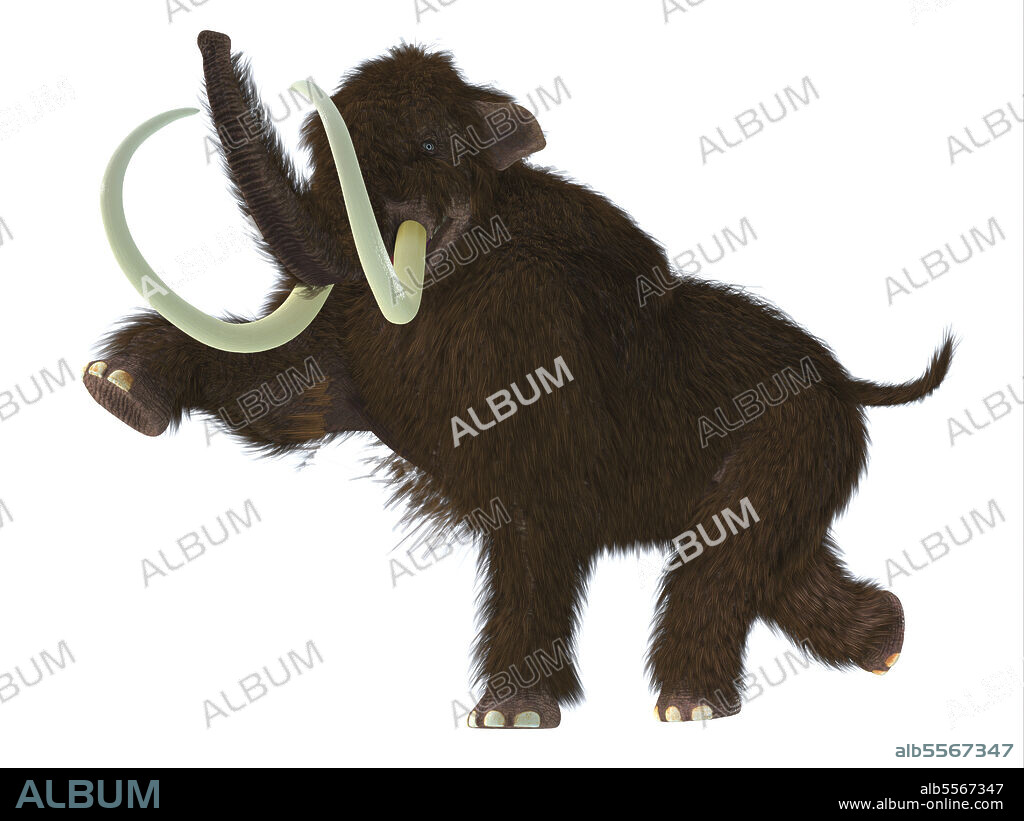 An ice age woolly mammoth rearing up, on white background. The woolly mammoth was a herbivorous mammal that lived in the Pliocene and Pleistocene periods of Asia; Siberia and North America.