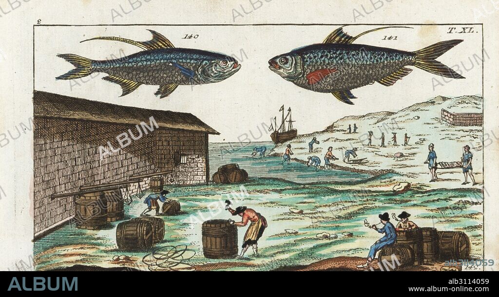 Indo-Pacific tarpon, Megalops cyprinoides 140, Chinese gizzard shad, Clupanodon thrissa 141. Coopers making barrels for salted and pickled fish. Handcolored copperplate engraving after Jacob Nilson from Gottlieb Tobias Wilhelm's Encyclopedia of Natural History: Fish, Augsburg, 1804. Wilhelm (1758-1811) was a Bavarian clergyman and naturalist known as the German Buffon.
