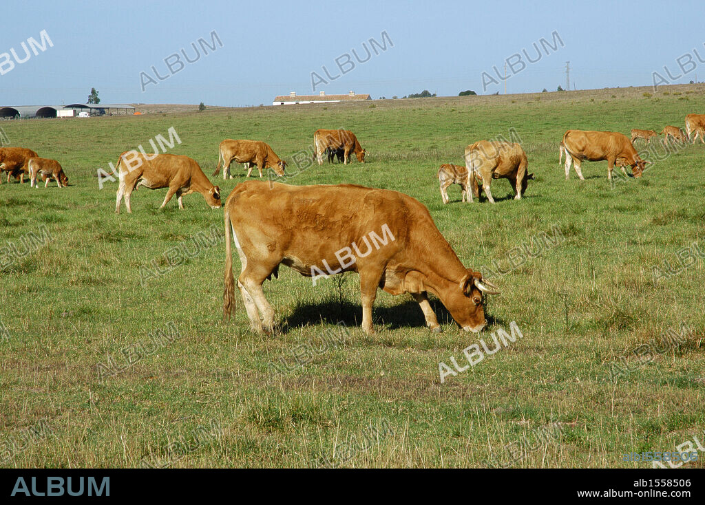 Vacas pastando. Parque Natural del Suroeste Alentejano y Costa Vicentina. El Alentejo. Portugal.