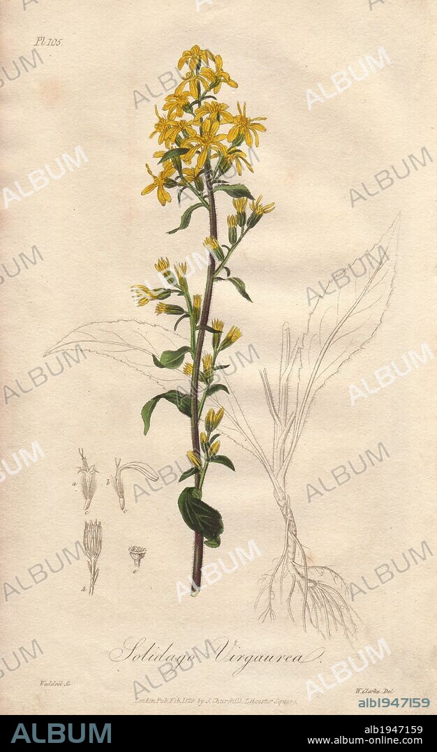 Goldenrod, Solidago virgaurea. Handcoloured botanical illustration drawn by William Clark and engraved on steel by Weddell from John Stephenson and James Morss Churchill's "Medical Botany: or Illustrations and descriptions of the medicinal plants of the London, Edinburgh, and Dublin pharmacopœias," John Churchill, London, 1831. William Clark was former draughtsman to the London Horticultural Society and illustrated many botanical books in the 1820s and 1830s.