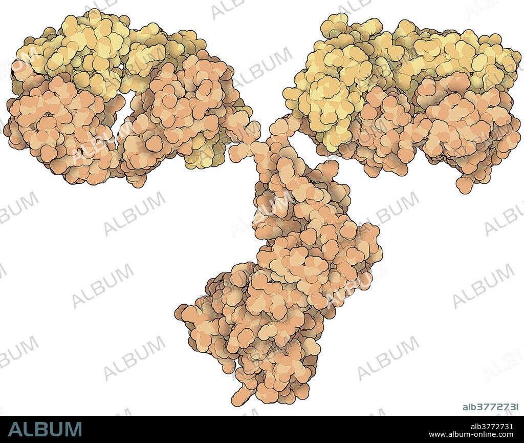 Molecular model from X-ray diffraction data (PDB ID: 1igt) of a single antibody. Antibodies (immunoglobulins) are proteins which recognize and neutralize foreign molecules (antigens) in the body, for example some bacteria and viruses. They form part of the immune system that protects us from infection. Antibodies have a characteristic Y-shaped structure which is composed of 2 heavy chains (orange) and 2 light chains (yellow). They also have 2 antigen binding regions (Fab) and a Fc region. Width of image is approximately 16 nm. Digital artwork. Supplied by David S. Goodsell, RCSB Protein Data Bank, courtesy of Wellcome Images.