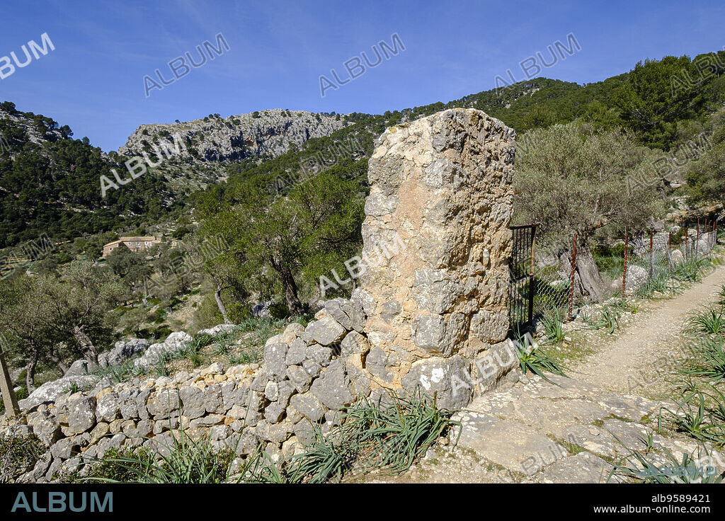 Possessio de muntanya and olives, Bunyola, Mallorca, Balearic Islands, Spain.