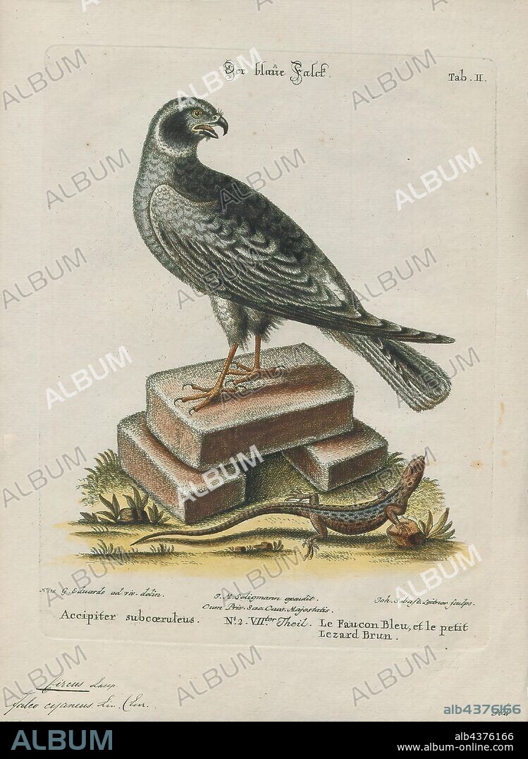 Circus cyaneus, Print, The hen harrier (Circus cyaneus) is a bird of prey. The genus name Circus is derived from Ancient Greek kirkos, meaning 'circle', referring to a bird of prey named for its circling flight. The specific cyaneus is Latin, meaning "dark-blue"., 1700-1880.