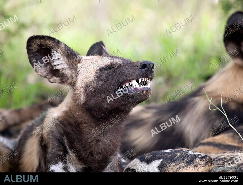 African wild dog or African painted dog (Lycaon pictus) baring teeth, Kruger National Park, South Africa