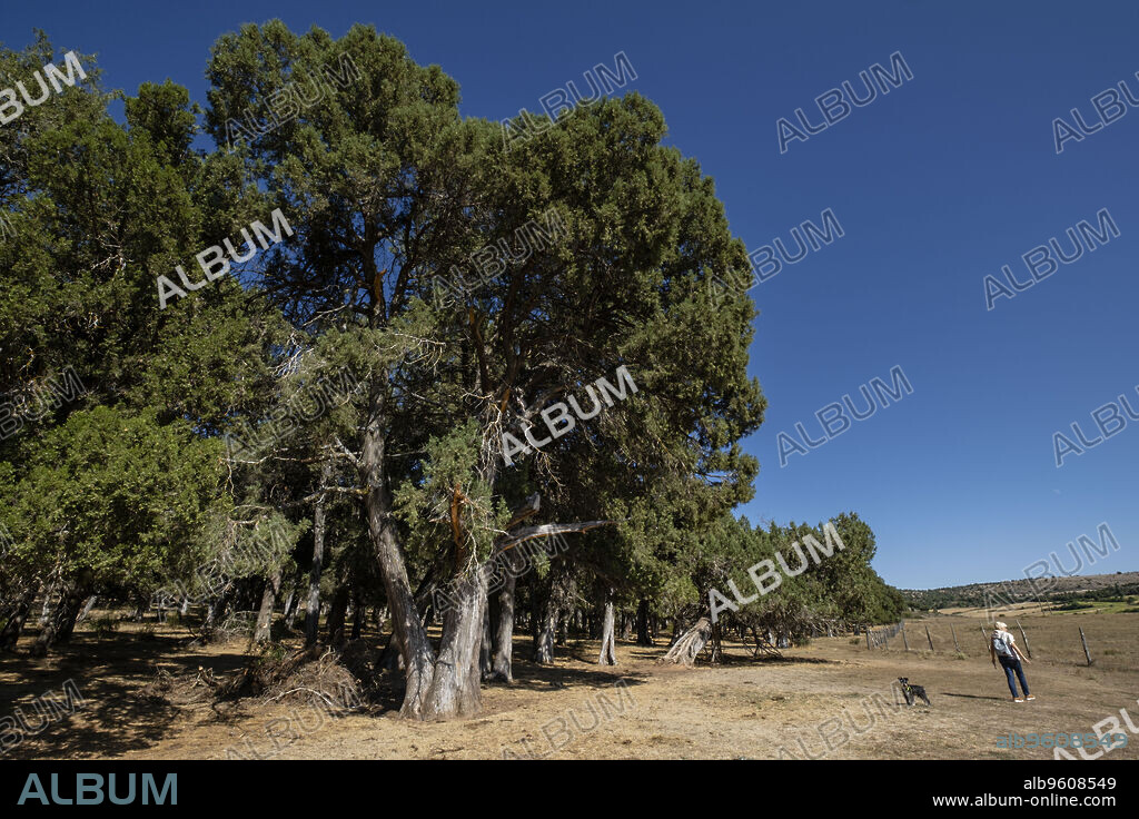 sabinas albares (Juniperus thurifera), Espacio Natural del Sabinar de Calatañazor, Soria, Comunidad Autónoma de Castilla, Spain, Europe.