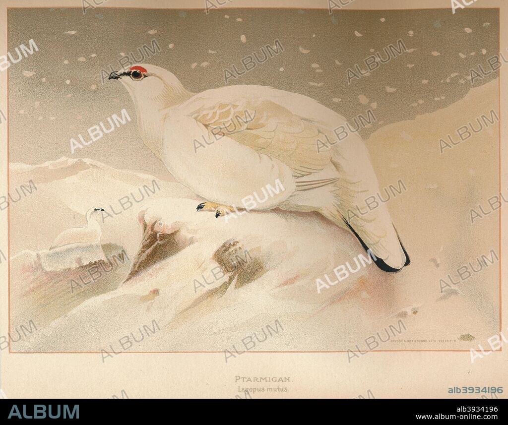 'Ptarmigan (Lagopus mutus)', 1900, 1900, (1900). From The Game Birds and Wild Fowl of The British Islands, by Charles Dixon, illustrated by Charles Whymper. [Pawson & Brailsford, Sheffield, 1900].