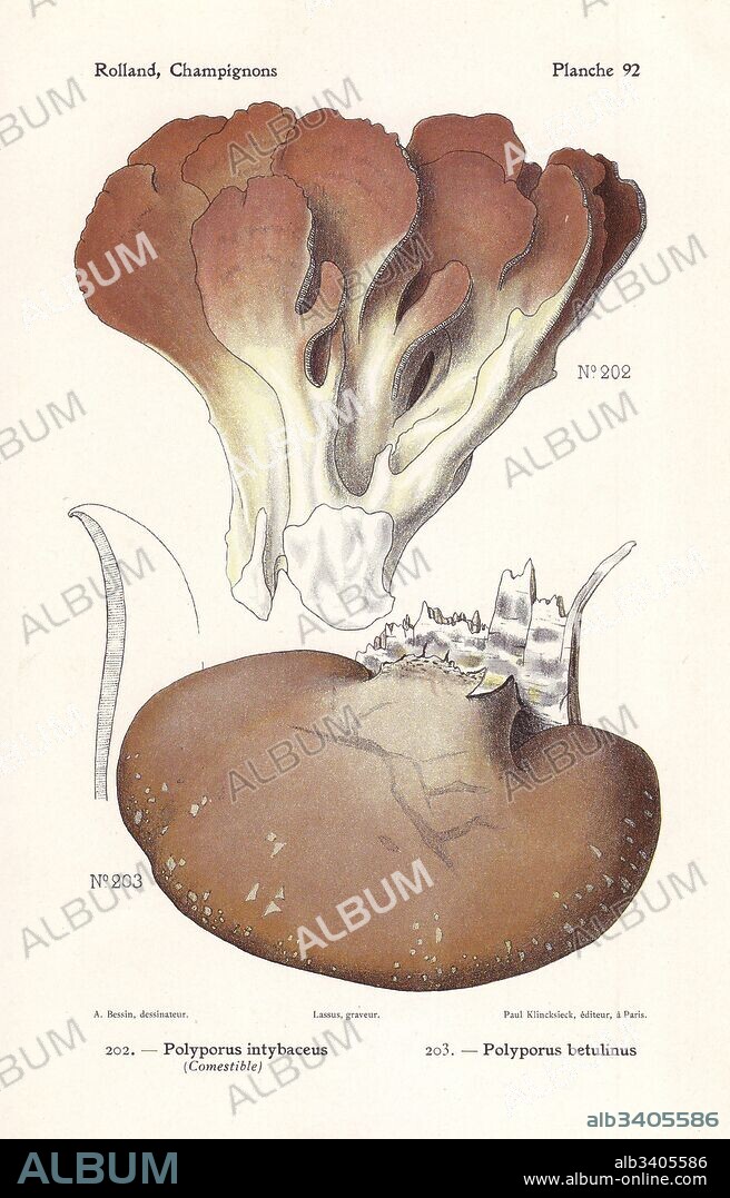 Cyclomyces setiporus (Polyporus intybaceus) and birch polypore, Piptoporus betulinus (Polyporus betulinus). Chromolithograph by Lassus after an illustration by A. Bessin from Leon Rolland's Guide to Mushrooms from France, Switzerland and Belgium, Atlas des Champignons, Paul Klincksieck, Paris, 1910.