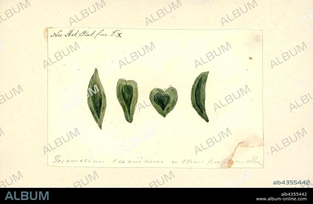Paramecium oceanicum, Print, Paramecium (also Paramoecium) is a genus of unicellular ciliates, commonly studied as a representative of the ciliate group. Paramecia are widespread in freshwater, brackish, and marine environments and are often very abundant in stagnant basins and ponds. Because some species are readily cultivated and easily induced to conjugate and divide, it has been widely used in classrooms and laboratories to study biological processes. Its usefulness as a model organism has caused one ciliate researcher to characterize it as the "white rat" of the phylum Ciliophora.